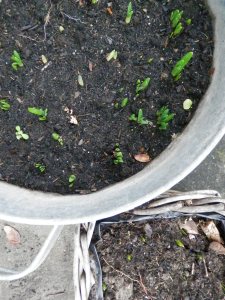 Begin van het voorjaar