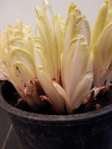 Witlof zonder dekgrond moestuin