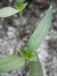 paprika 2 echte blaadjes