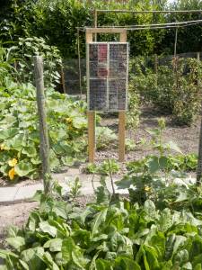 Witlof op de voorgrond