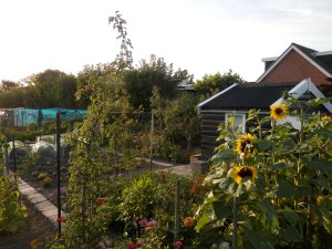 Moestuin moestuinhippie