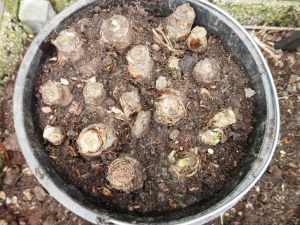 Witlof zonder dekgrond moestuin