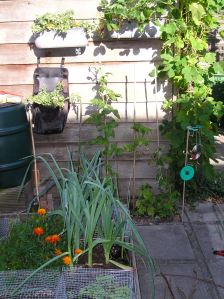 Groente kweken in de vierkante meter moestuin