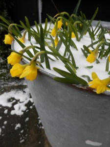Winter sneeuw voorjaarsbloemen