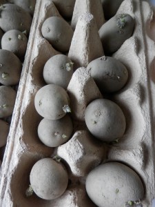 Aardappels voorkiemen moestuin