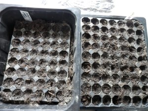 Zaaien in kweekbakken