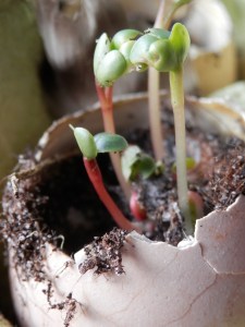 Duurzame paasversiering. Nowaste. Geen verspilling.