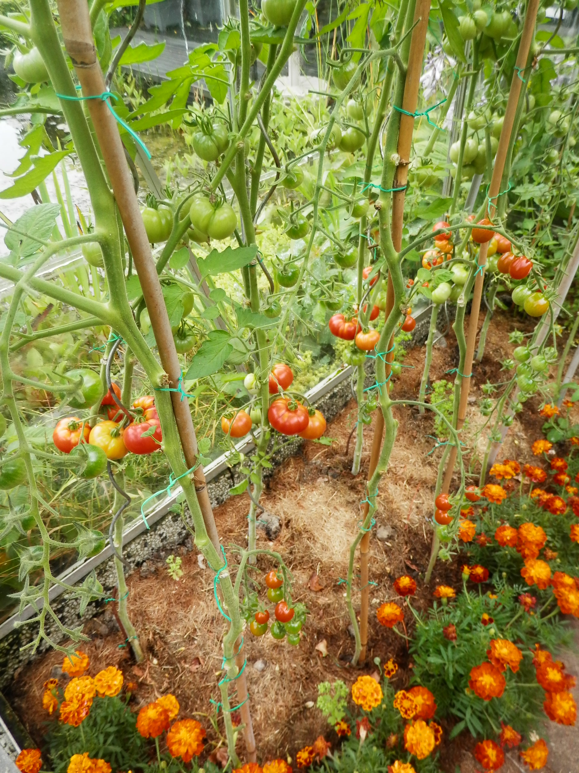 Combinatieteelt tomaten en afrikaantjes.