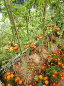 Combinatieteelt tomaten en afrikaantjes.