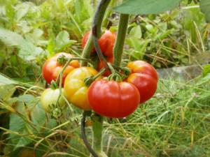 Tomaten moestuin