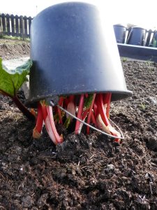 Rabarber voortrekken