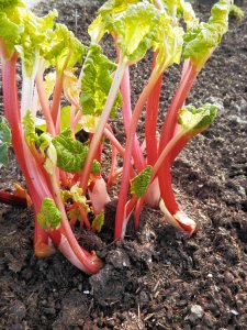 Rabarber voortrekken