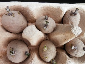 Aardappels voorkiemen