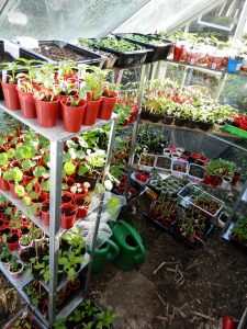 Zaailingen in de kas