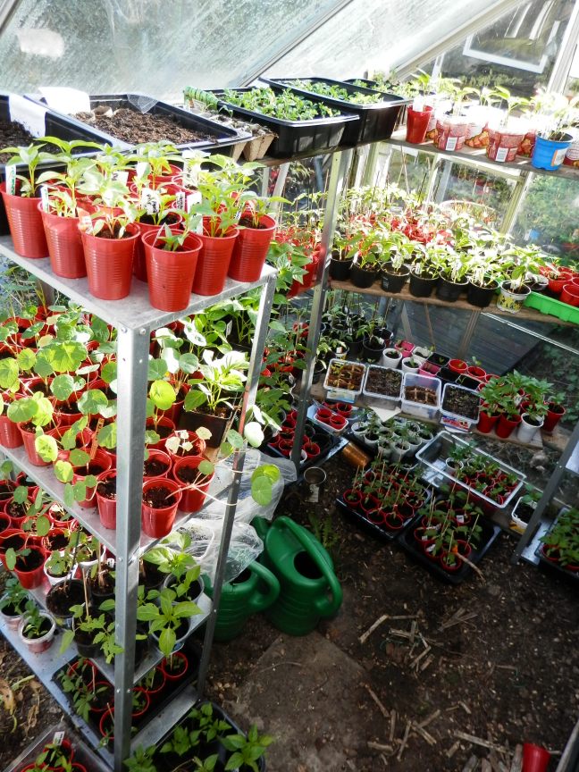 Zaailingen in de kas