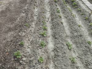 Aardappelen moestuin