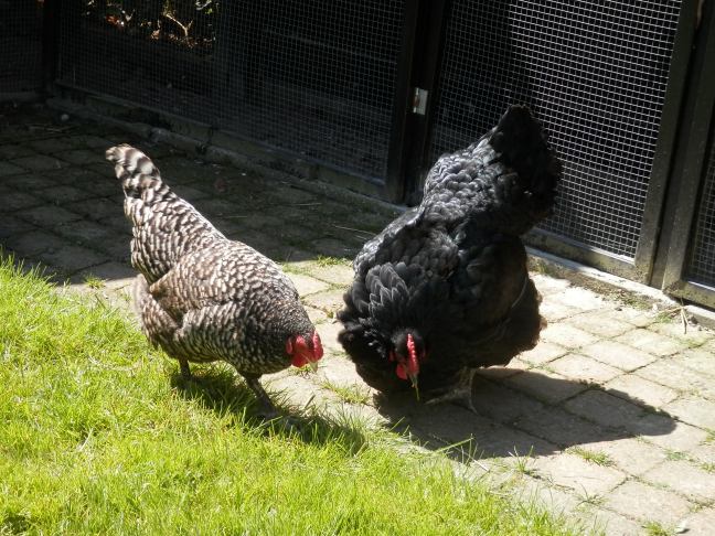 Amrock en Australorp kippen