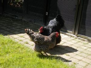 Kippen. Australorp. Amrock