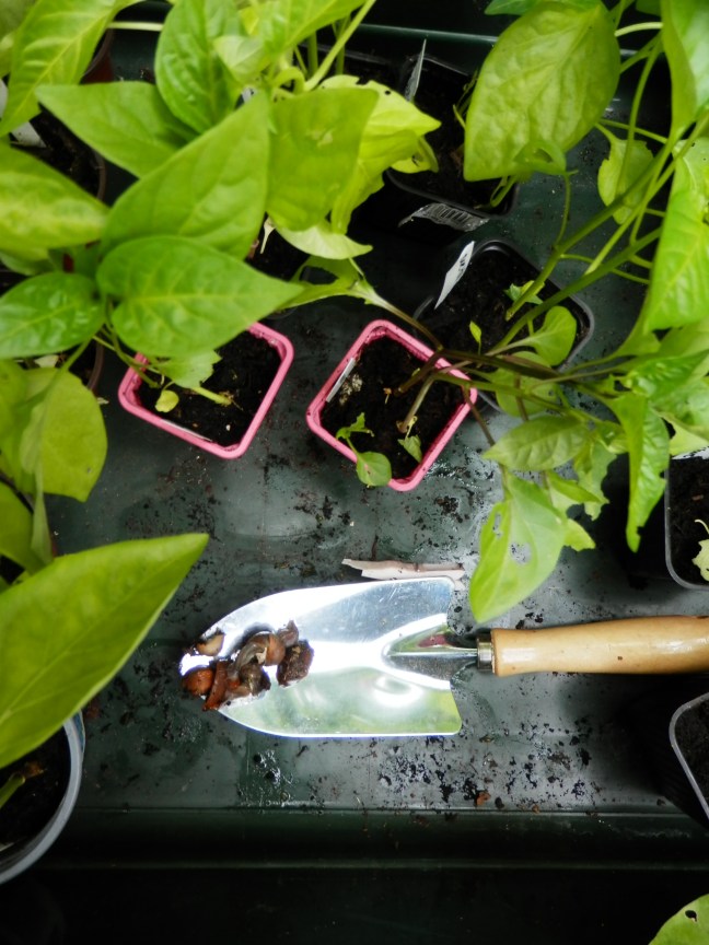 Slakken in de kas en moestuin