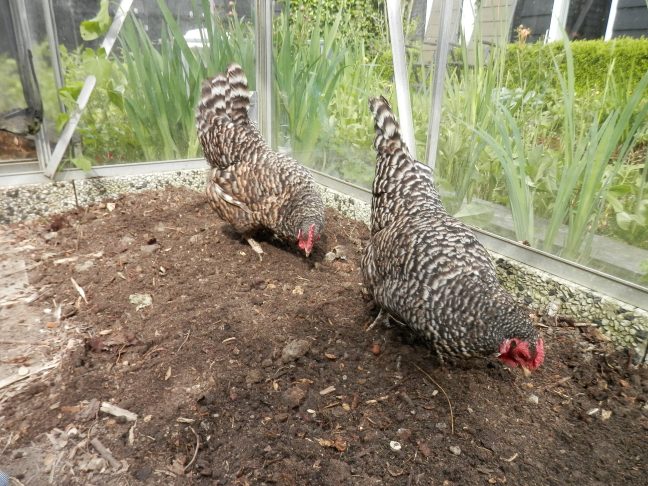 Kippen in de kas. Amrock. Chicken in the greenhouse.