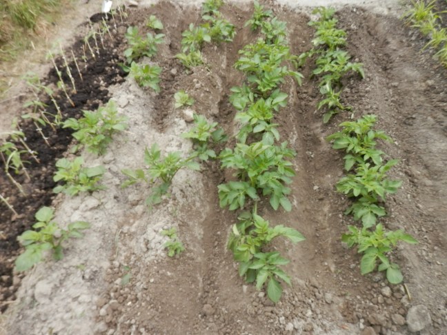 Aardappels aanaarden