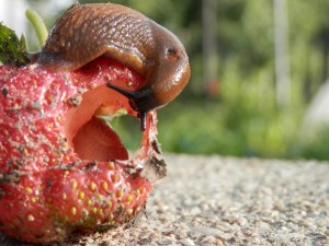 Slakkenvraat aardbei