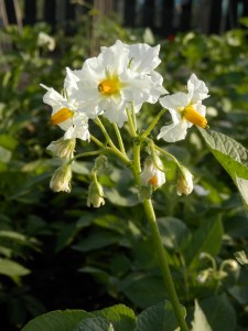 Bloeiende aardappelplant