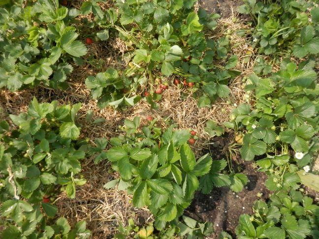 Stro onder de aarbeien ter voorkoming van rotting.