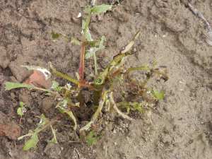 Slakkenvraat dahliaplanten