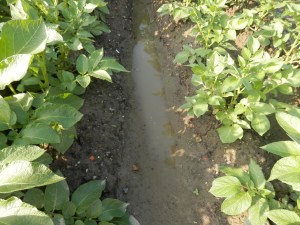 Aardappelen en regen