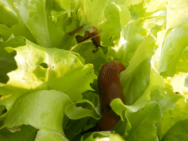 Slakken in de moestuin
