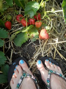 Aardbeien. Zomerse rijkdom aan mijn voeten.