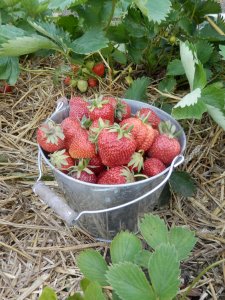 Aardbeien in de moestuin