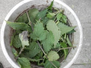 Brandnetelgier maken