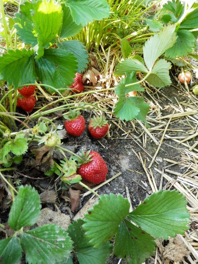 Aardbeien. Rassen Elsanta en Christine.