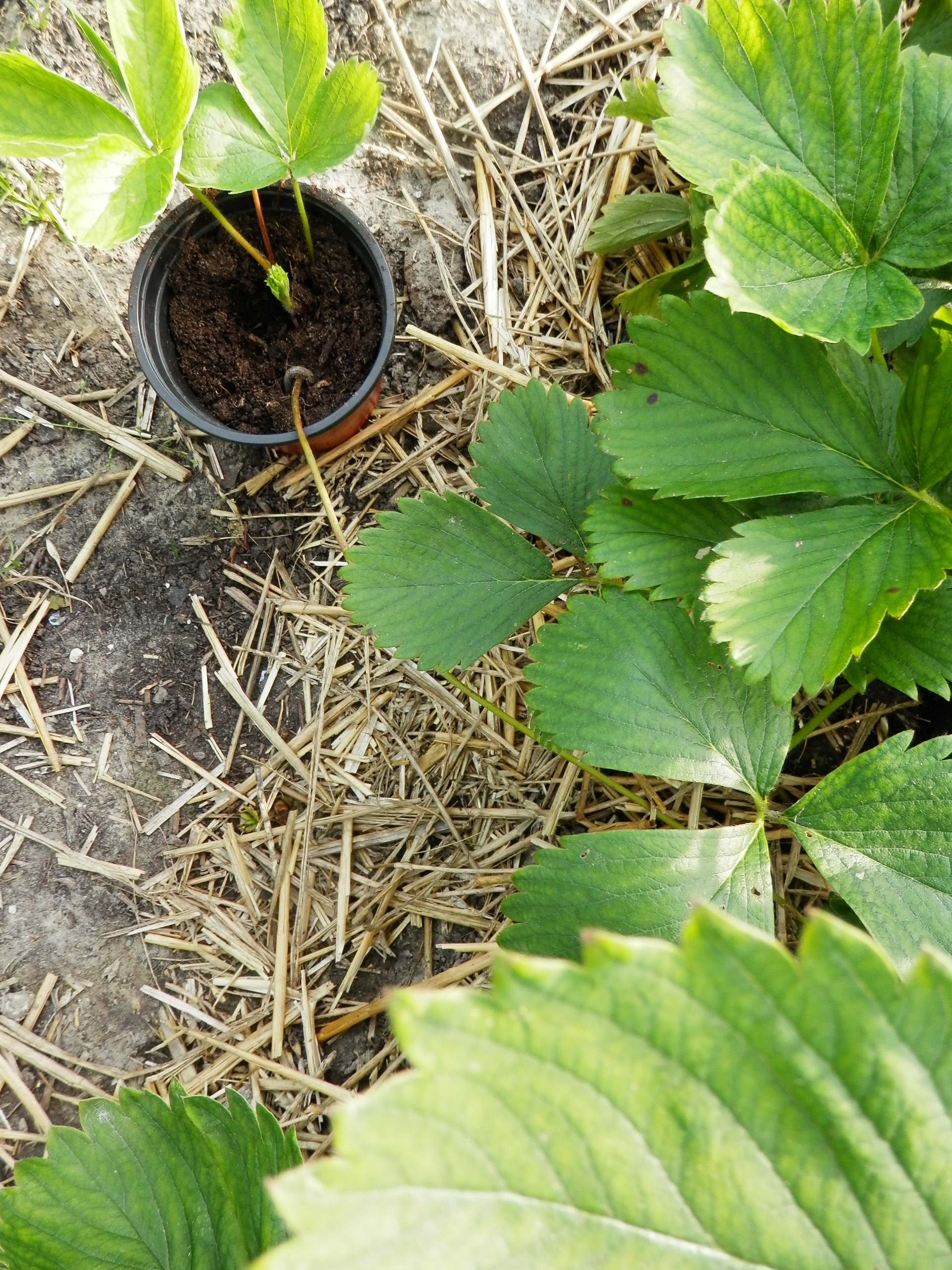 Aardbeien stekken. 11 Tips.  MOESTUINHIPPIE