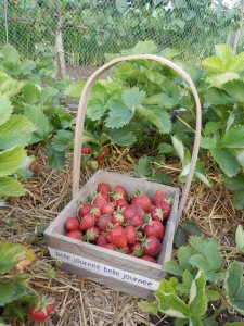 Zelf ijs maken van aardbeien uit de moestuin.