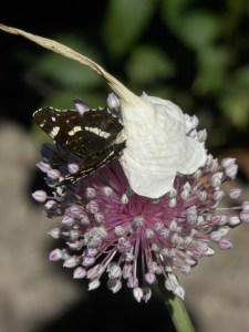 Landkaartje op bloem van de preiplant