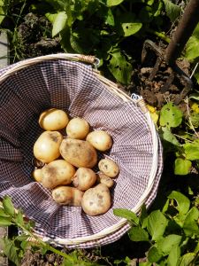 Aardappeloogst moestuin