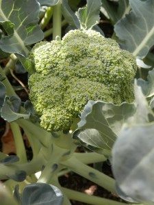 Broccoli in de moestuin