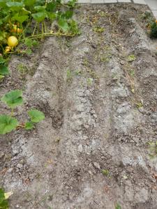 Aardappelruggen moestuin