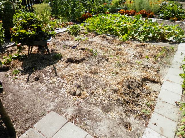 Aardbeienplanten rooien