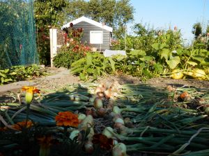 Uien drogen na de oogst