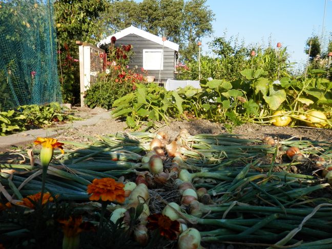 Uien drogen na de oogst