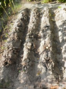 Aardappelruggen moestuin