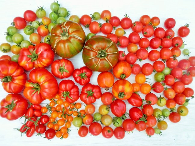 Verschillende tomatenrassen