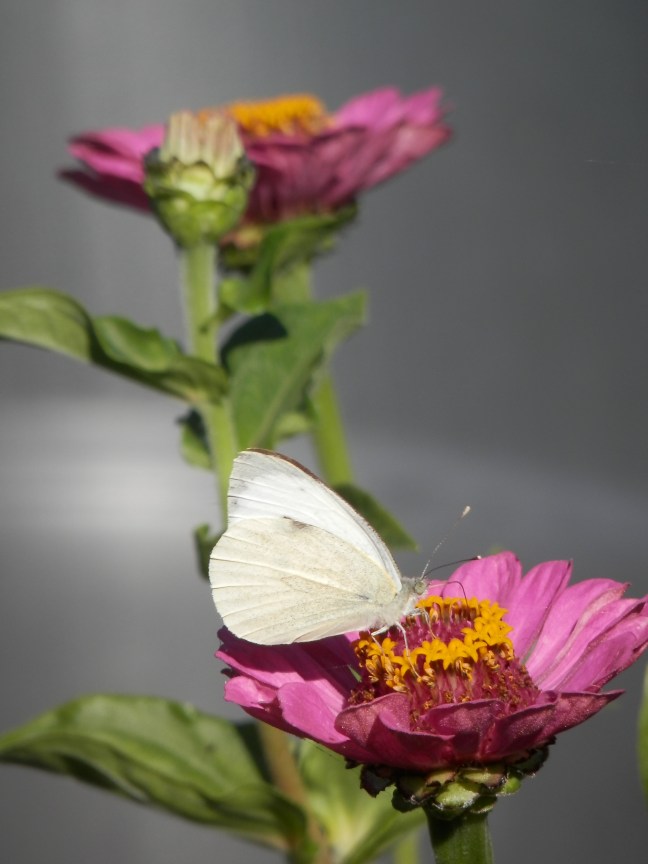 Koolwitje op zinnia.