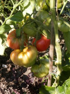 Tomaat Aunt Ginny's Purple