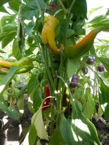 Paprika Golden treasure