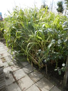 Maïs in de moestuin